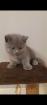BKH Baby Katzen zu verkaufen