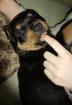 Rottiwelpen