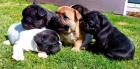 Französische Bulldoggen Welpen