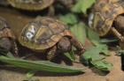 Griechischer Landschildkröten Nachzucht aus 2024 CITES-Zertifikat