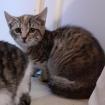 Curley - Bauernhofkitten sucht dringend ein Zuhause! (aus dem Tierschutz)