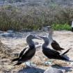 Galapagos Rundreise Inseln Santa Cruz - Floreana - Isabela, 6 Tage