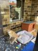 Shiba Inu Welpen