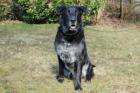 BALDUR - männlich  8 Jahre  63 cm  39.5 kg  Labrador-Schäfer-Mix  Gechipt  Kastr