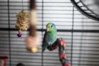 Blaugenicksperlingspapageien zu verkaufen