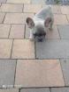 Französische Bulldoggen Welpen 