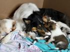 Langhaar Collie (Amerikanische LInie)