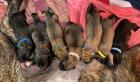 Mastiff Welpen suchen ab Dezember ein liebevolles neues Zuhause