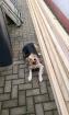 Hübsche Hündin daisy sucht ihre Familie