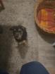 Gina sucht neues zuhause