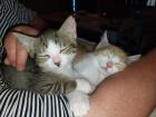 EKH Jungkatzen Ich suche ein liebevolles Zuhause für meine zwei super süßen, ver