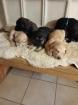 Labrador Mix Welpen