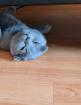 Britische Katze      450 eur