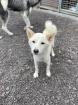 Kiyo - lieb, sozial - Shiba Inu-Mischling