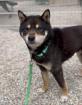 Chihiro (w), 8 Jahre, 40cm, Slowakei (NB)“