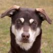 BLUNA - weiblich  8 Monate  54 cm  23 kg  Husky-Mix-Weimaraner  Gechipt  Nicht k