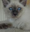 Heilige Birma Kater Katze Mika abholbereit