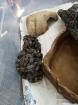 Boa constrictor Imperator crawl cay x surinam 