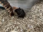 2 Mongolische Wüstenrennmäuse