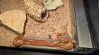 2 Kornnattern inkl. Terrarium
