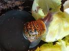 Gefleckte Weinbergschnecken Babys ( Cornu aspersum )