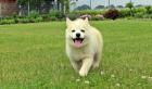 Pomsky Husky Mix F2b blue eye merle