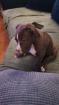 American bully welpe 