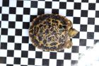 Spaltenschildkröten (Malacocerchus tornieri) Nachzuchten