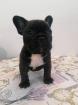 Französische Bulldogge Welpe 