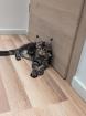 Maine Coon Kitten mit Stammbaum