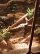 Boa constrictor imperator