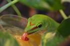 Große Madagaskar Taggeckos Jungtiere 0.0.5 DNZ 07-09/24 High Red