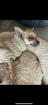 Welpen Rehpinscher
