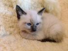 Baby Katzen (Siamkitten) REINRASSIG