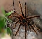 Lasiodora Parahybana (schöne Brasilianische Riesenvogelspinne)