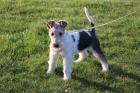 Drahthaar Foxterrier Welpe. Hündin.