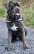 Cane Corso deckrüde