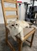 Katze britisch kurze Haare