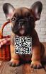 Französische Bulldogge Notizbuch, Buch: Das perfekte Geschenk für Bully Liebhabe