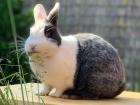 Deckrammler für Kaninchen gesucht