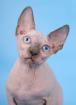 Reinrassige Kanadische Sphynx Kätzchen (Stammbaum)