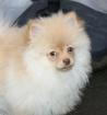 Hübsche aktive Pomchi Zwergspitzhündin in creme !