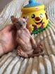 Katze Nacktkatze Sphynx Elfen Kitten Kätzchen weiblich und männlich € 1.400,- Fe