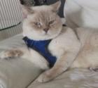 Deckkater 