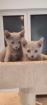 Russisch blau Kitten reinrassig 20.11.2024