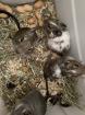 Degu Babys sind bereit für ihr neues Zuhause