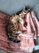 Bengal Kitten dürfen ausziehen