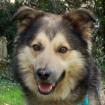 JOVI - männlich  3 Jahre  58 cm  28 kg  Collie-Mix  Gechipt  Kastriert