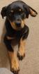 Ally sucht dringend ein neues liebevolles zu Hause 