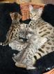 Savannah Katzen f5